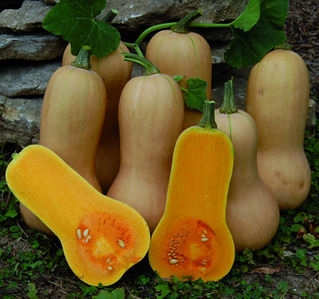 The Seasoning of Fall Starts With Butternut Squash 